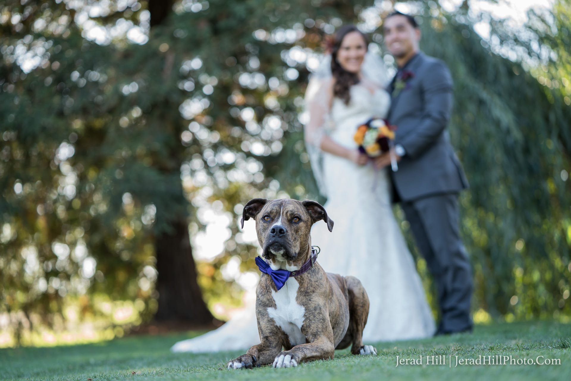 Rhonert Park Wedding