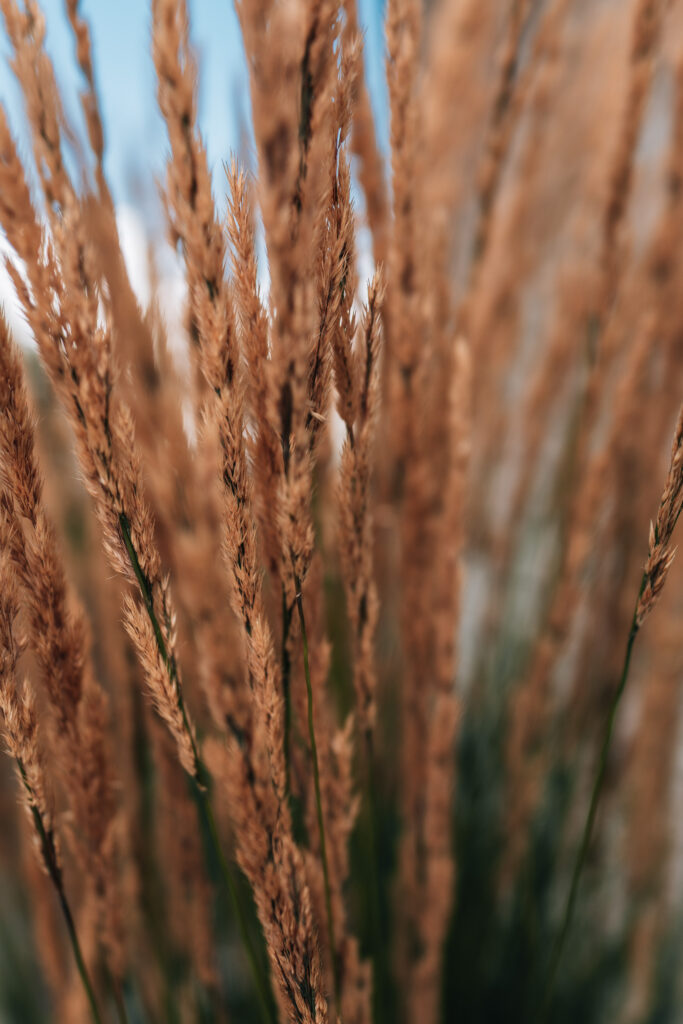 Sony RX1R III Sample Photos: Real-World Image Quality Gallery 25 250806 RX1RIII 7