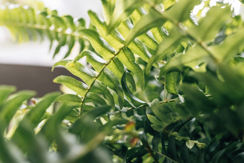 Sony RX1R III Sample Photos: Real-World Image Quality Gallery 26 250806 RX1RIII 8 1