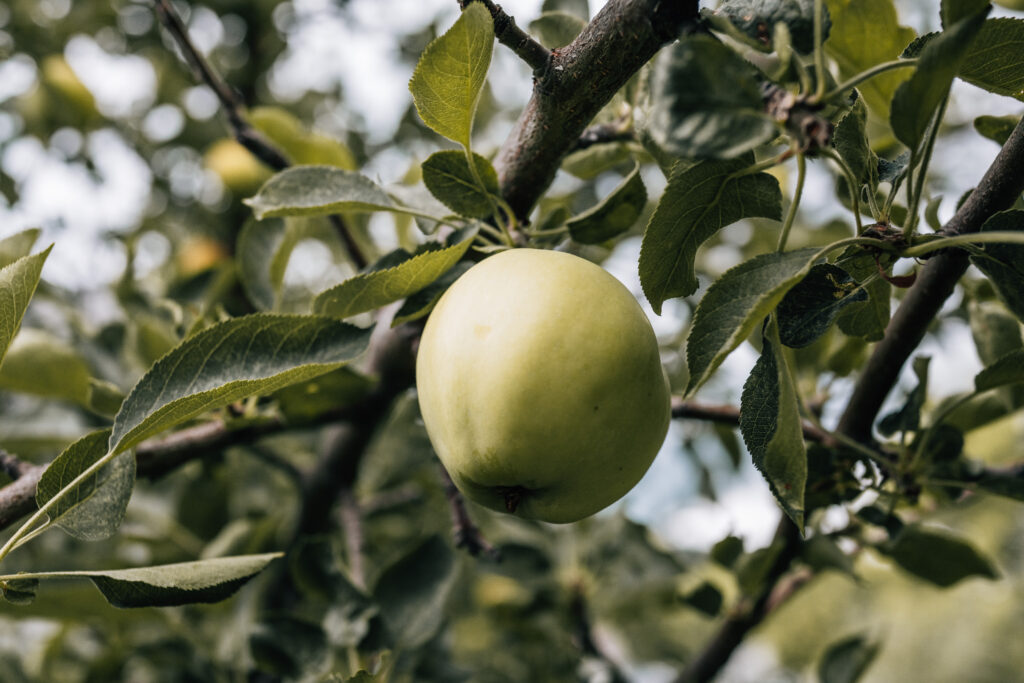 Sony RX1R III Sample Photos: Real-World Image Quality Gallery 27 250806 RX1RIII 8 2