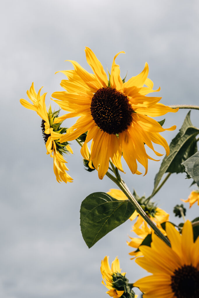 Sony RX1R III Sample Photos: Real-World Image Quality Gallery 29 250806 RX1RIII 9 2