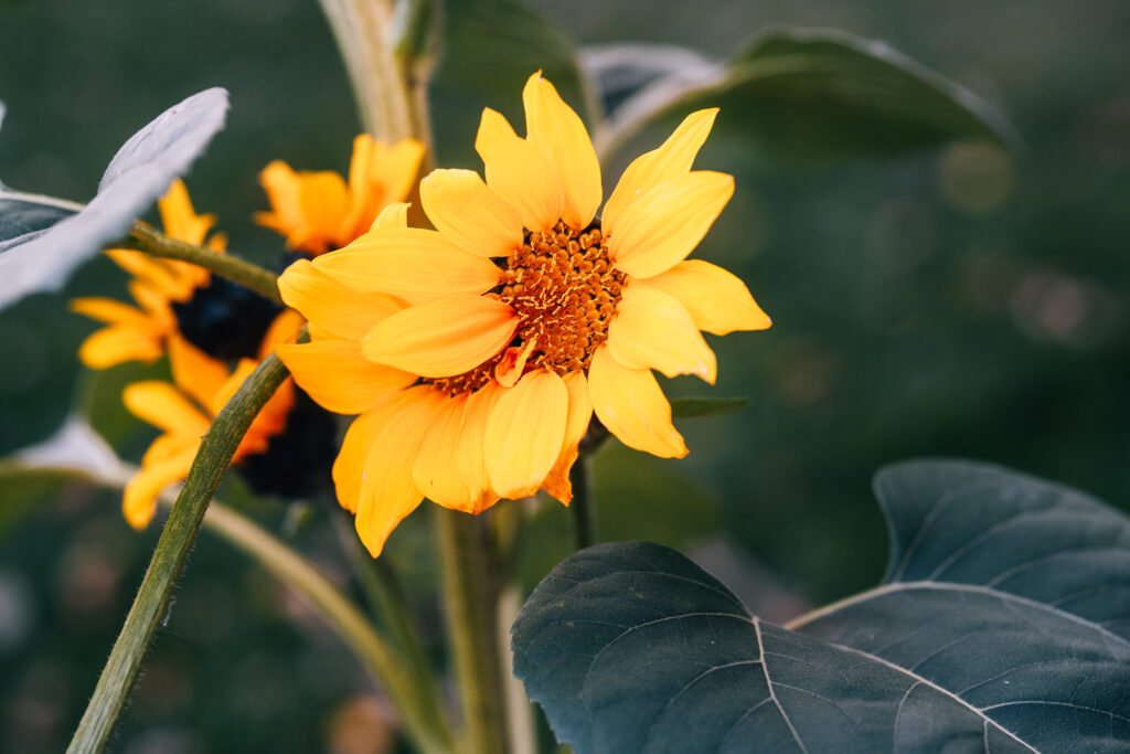 Sony a7cR Sample Photos: Real-World Image Gallery 8 Sony a7cR Sample 08
