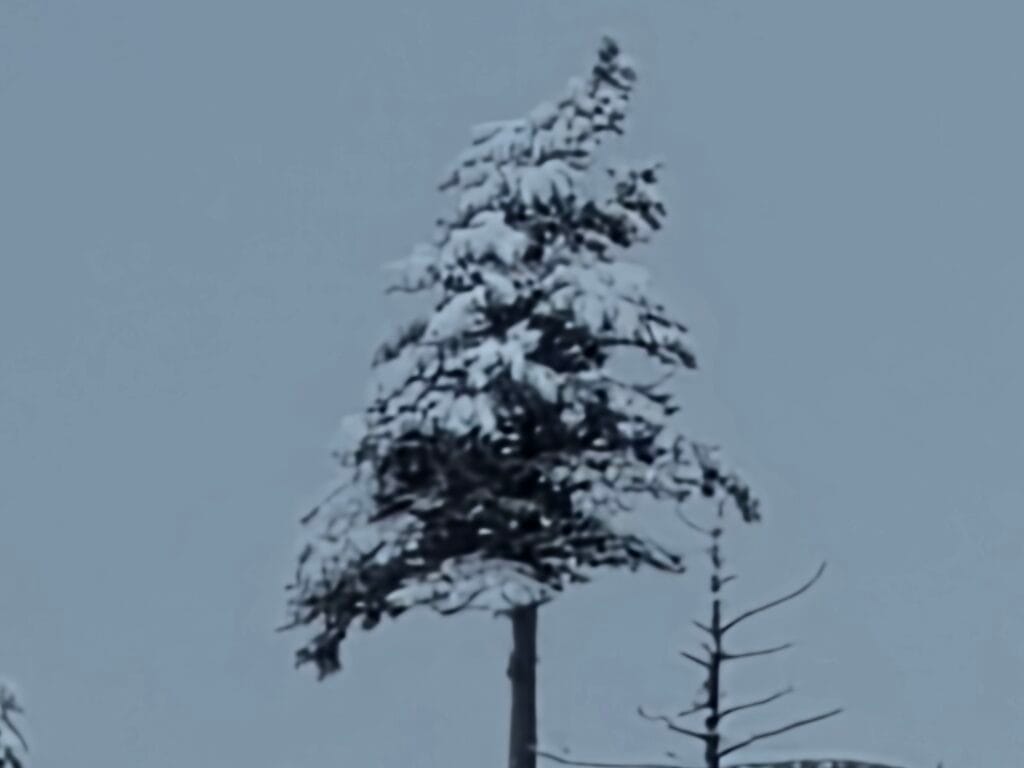 Galaxy S26 Ultra Sample Image SOOC 100x