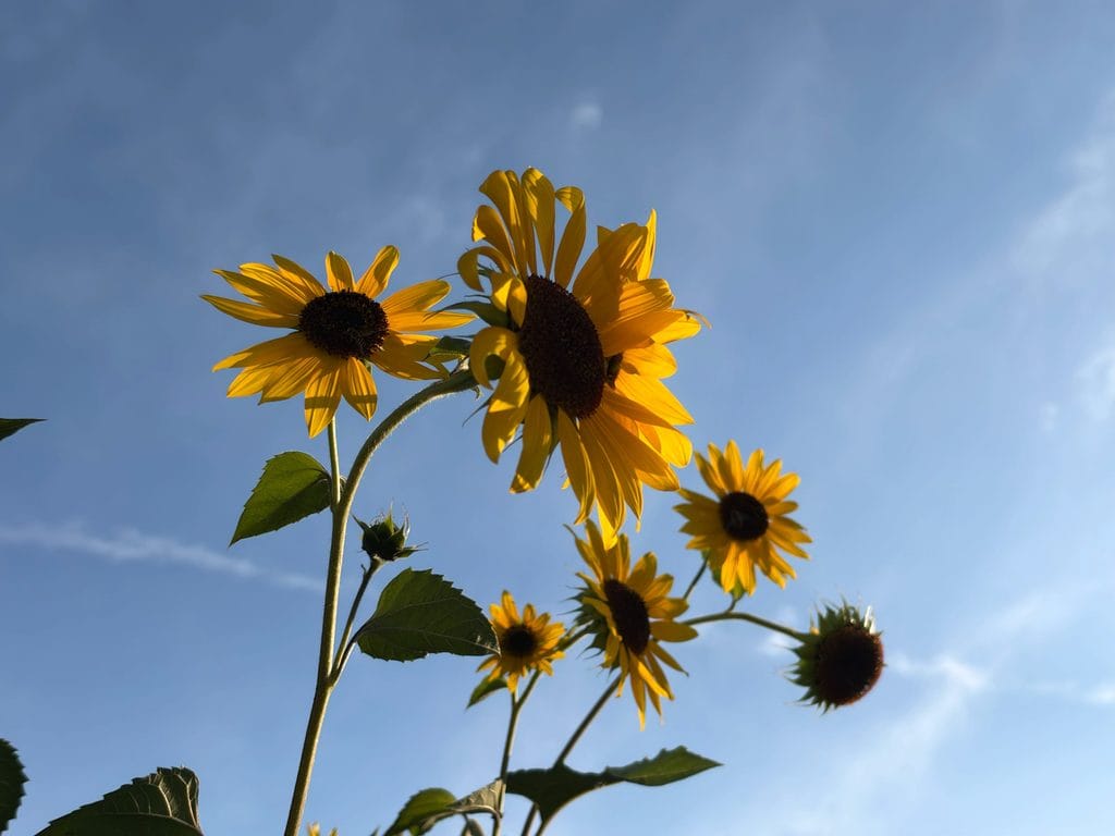 iPhone 18 Pro Max Sample Image